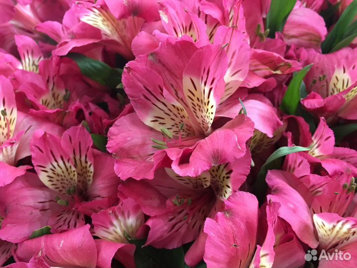 Альстромерия оптом роза зелень