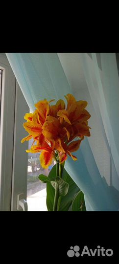 Цветы Канны улица/дом