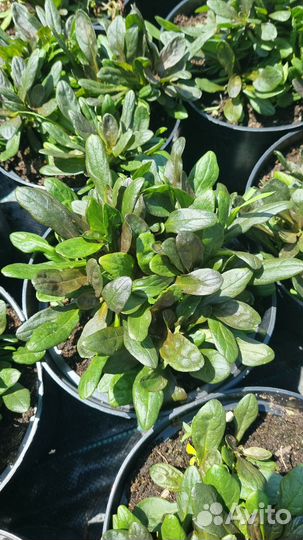 Живучка блюбери мафин