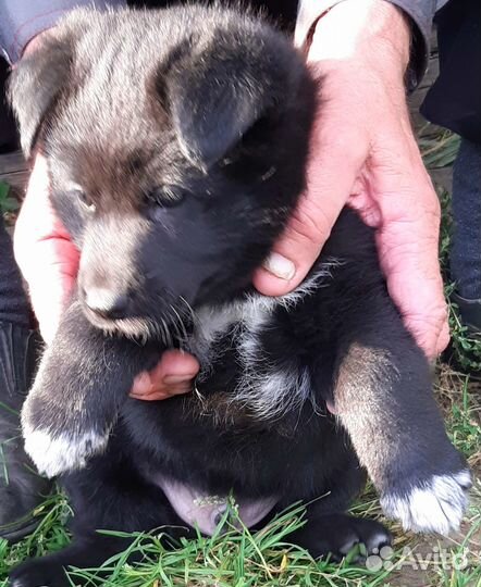 Отдам щенка в добрые руки бесплатно