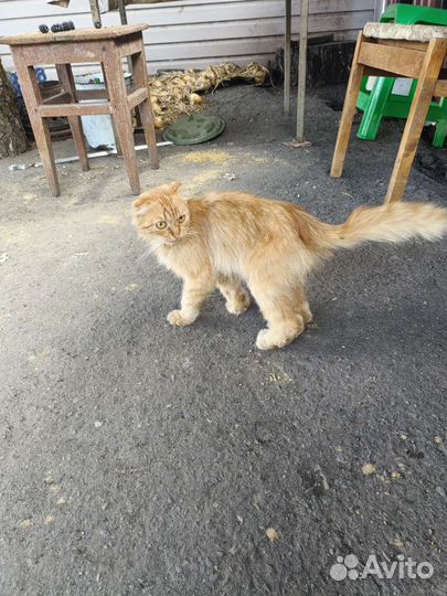 Кот рыжий молодой