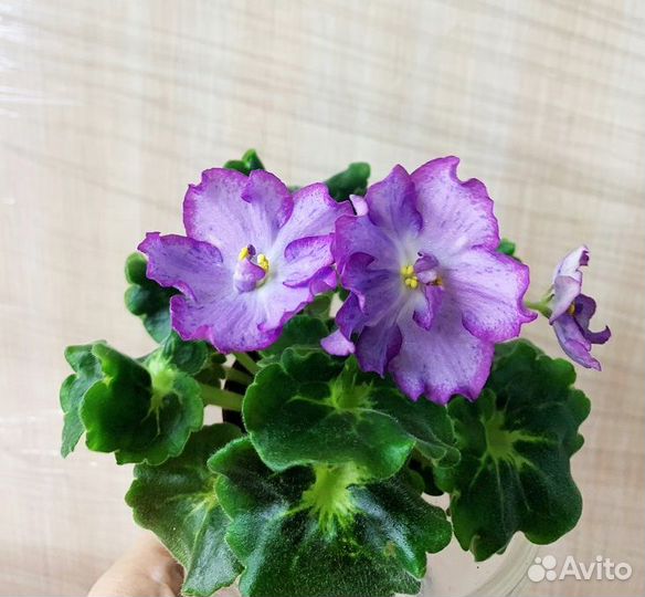 Фиалки мини, трейлеры, химеры