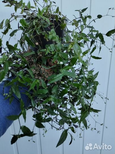 Традесканция гибазис фата невесты