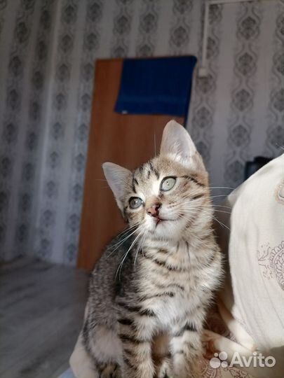 Отдаю котят