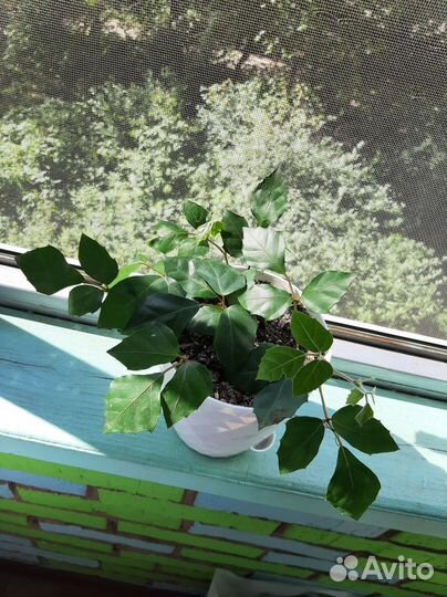 Комнатные растения