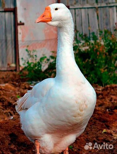 Молодой гусак