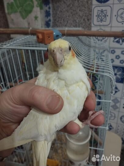 Попугай корелла с клеткой