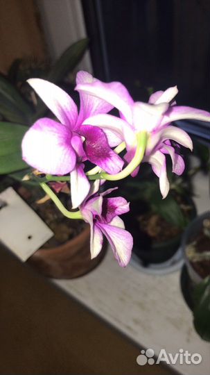 Орхидея дендробиум фаленопсис
