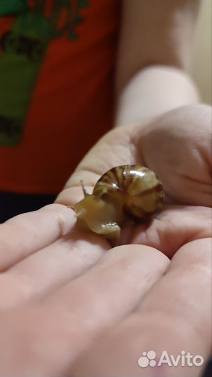 Улитки ахатины детки