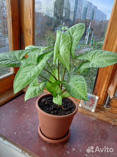 Сингониум комнатные. цветы