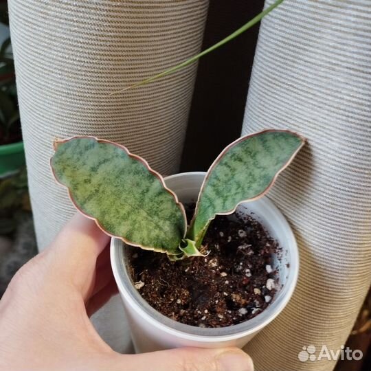 Сансевиерия сортовая