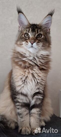 Мейн-Кун Котята питомник