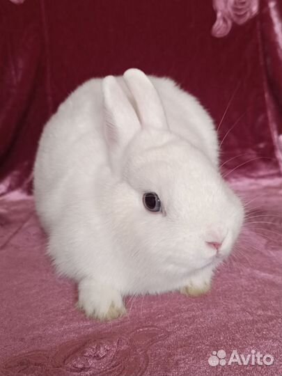 Чистопородный гермелин голубоглазый