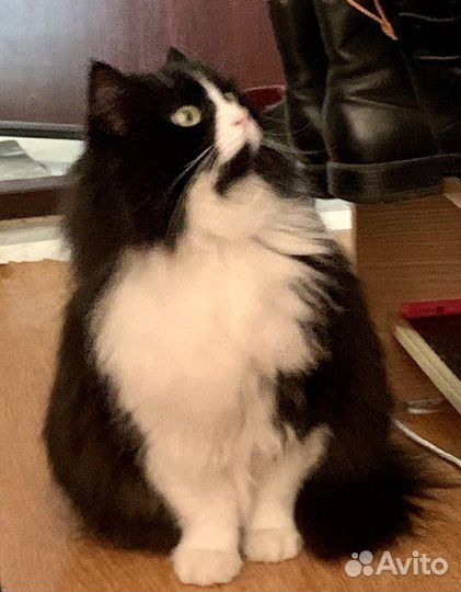 Кошка добрые руки