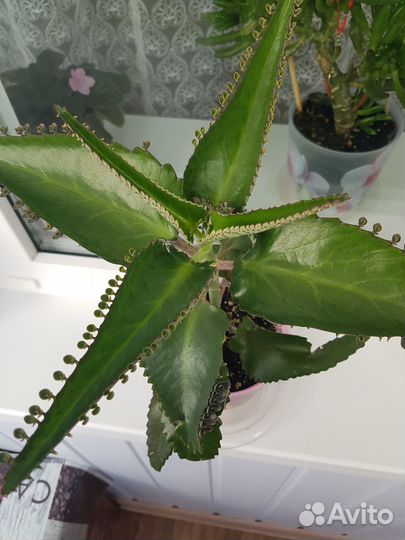 Домашнее растение каланхоэ лечебный