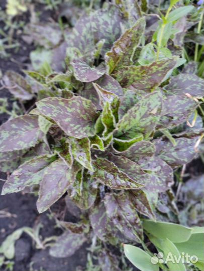 Многолетние садовые цветы