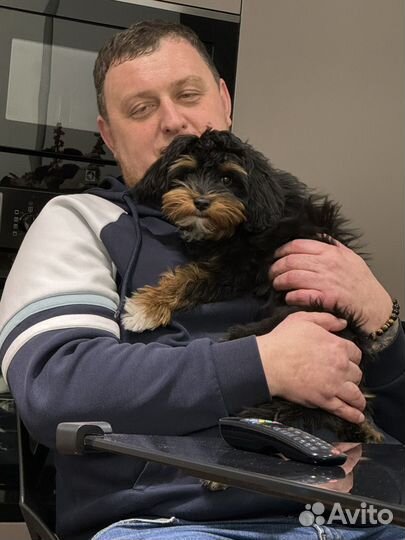 Продам щенка