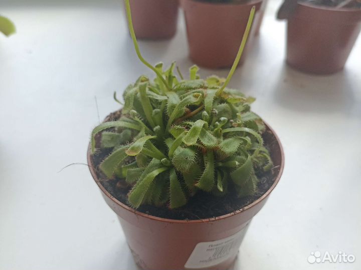 Хищное растение венерина мухоловка/росянка и тд
