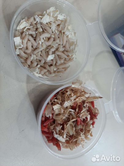 Опарыш живой