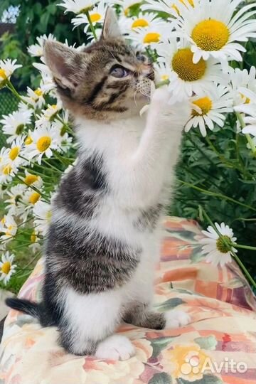 Котенок девочка в добрые руки