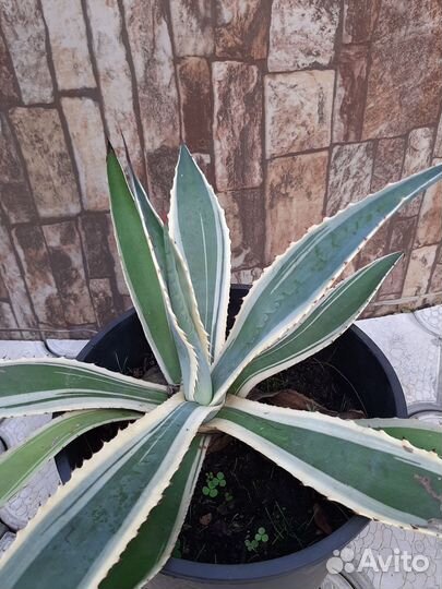 Агава Американская Вариегата