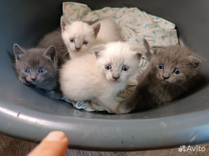 Котята