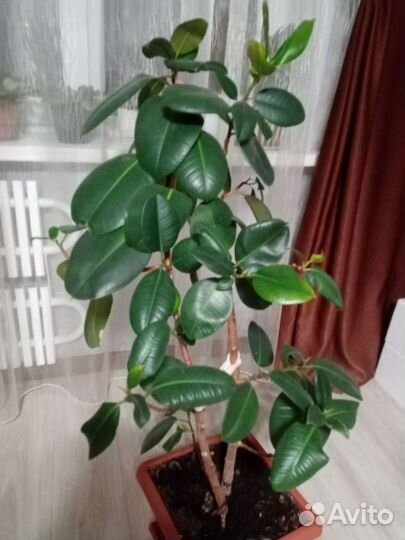 Фикус робуста