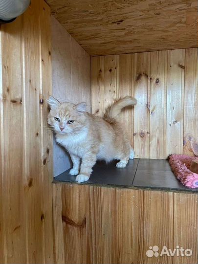 Рыжий котище ищет дом