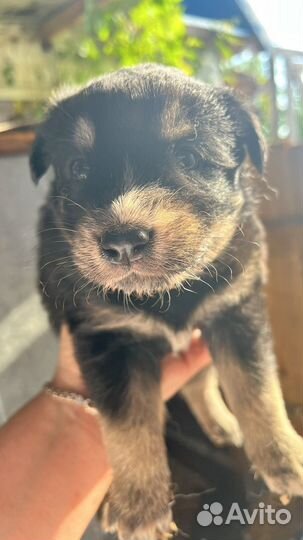 Щенок в добрые руки бесплатно