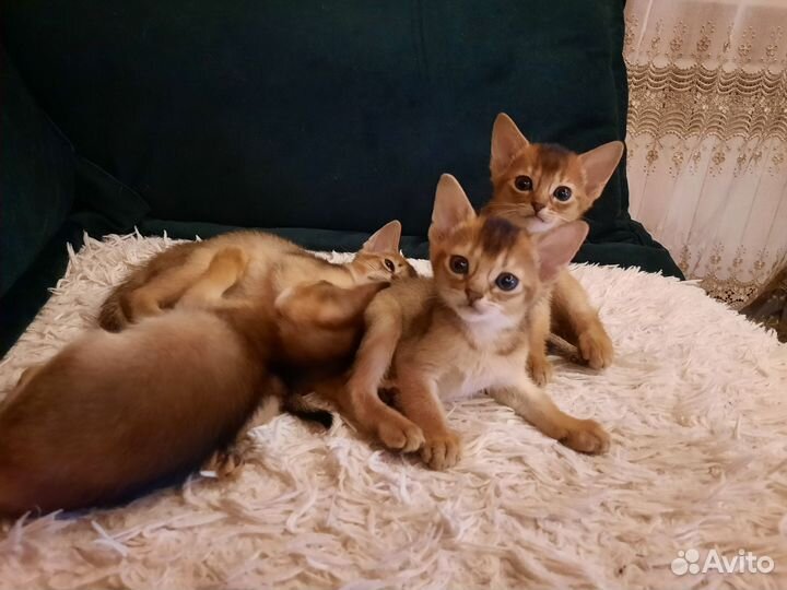 Абиссинские котята