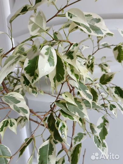 Фикус пестролистный твайлайт