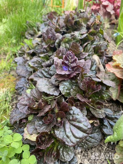 Живучка Аюга