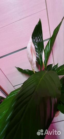 Спатифиллум Вивальди