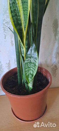 Сансевиерия лауренти