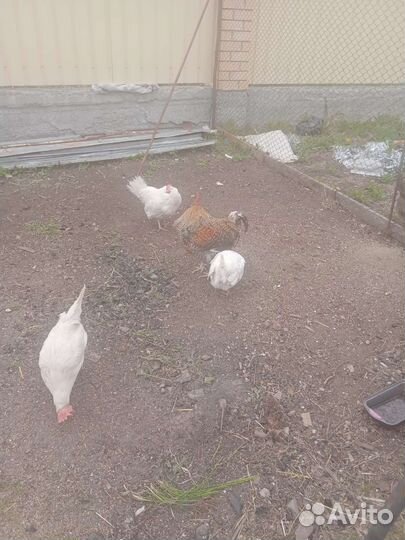 Продам петуха,возраст 2 года,дееспособный,активный