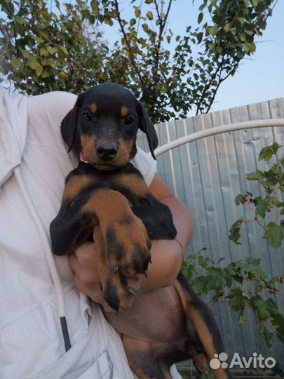 Доберман дев