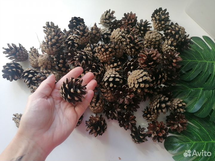 Шишки сосновые для творчества