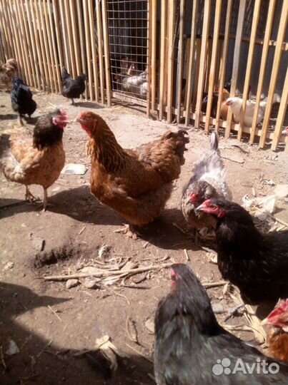 Инкубационное яйцо кур несушек