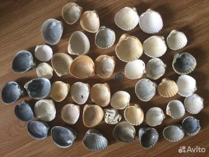Морские ракушки раковины