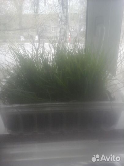 Семена Канадского газона. Производство США