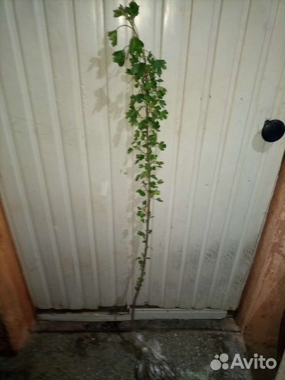 Саженцы черной смородины