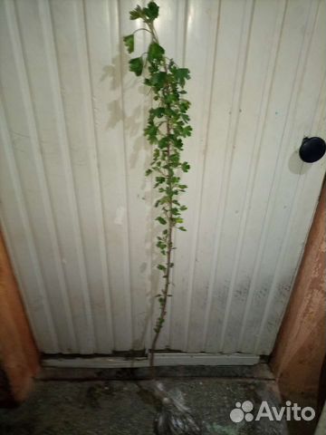 Саженцы черной смородины