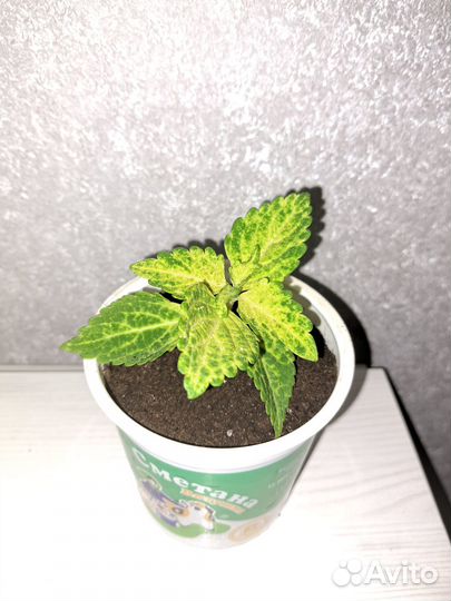 Колеус Electric Lime