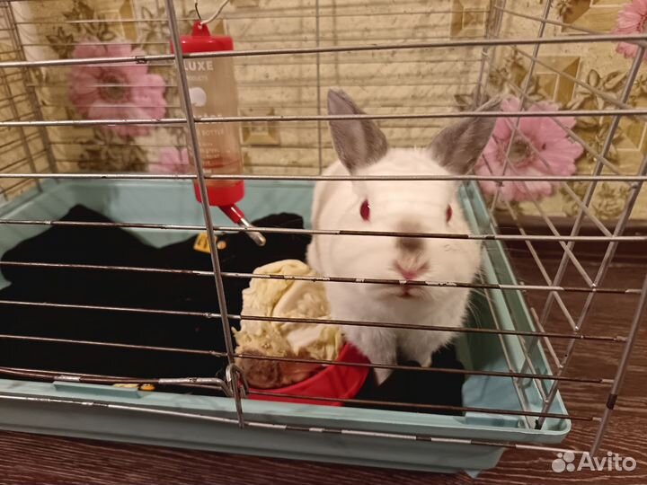 Декоративные кролики домашний мини