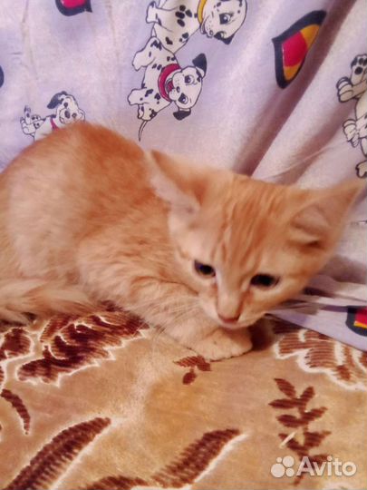 Котик в добрые руки