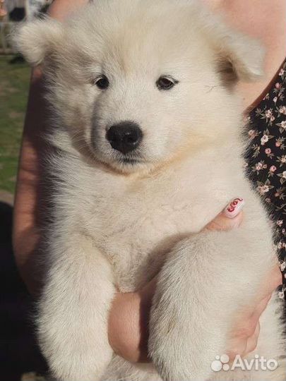 Самоед щенки