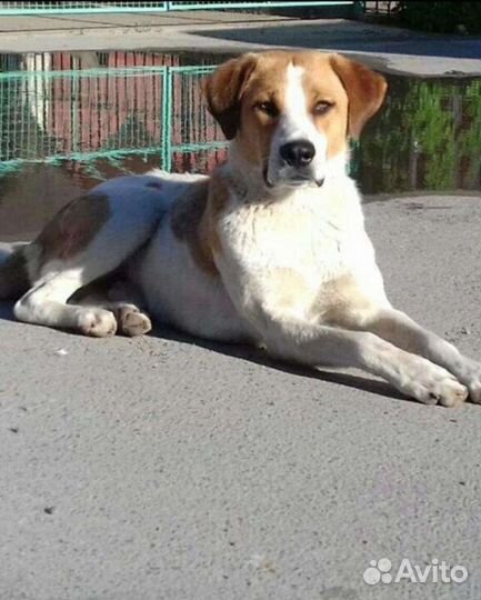 Собака в добрые руки щенок