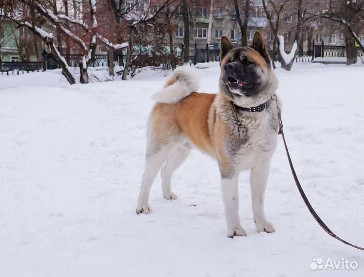 Американская акита вязка