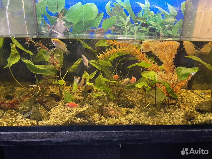 Аквариум