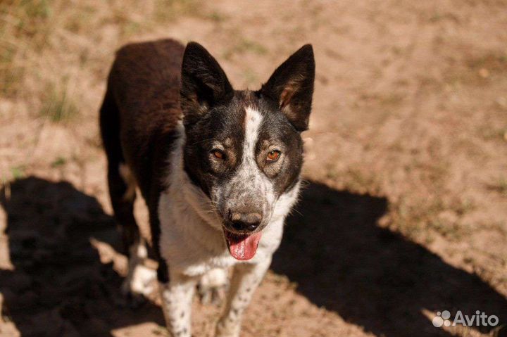 Собака в добрые руки помесь есть с бордель- колли